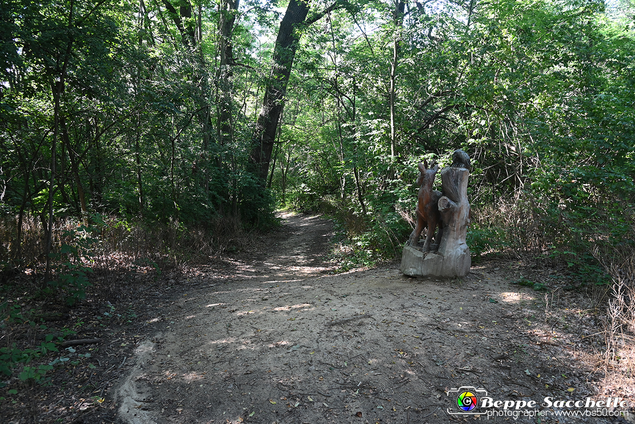 VBS_4754 - Il bosco fatato - Montaldo Roero.jpg